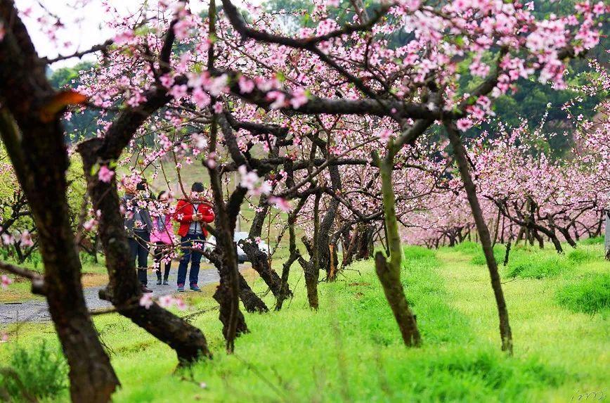 全民剧本大师内置菜单